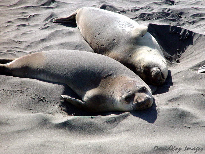 Sea Lions