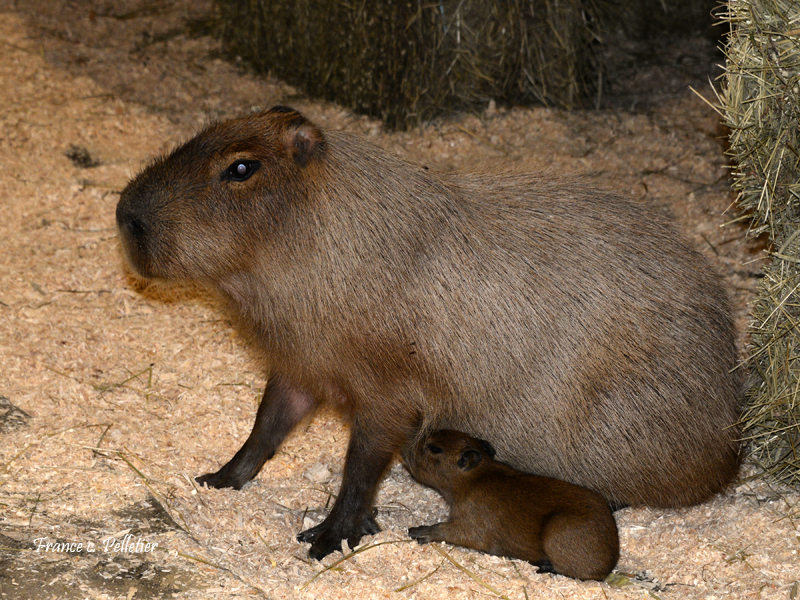 Miller_Zoo_Capybara_site_DSC_7623.jpg