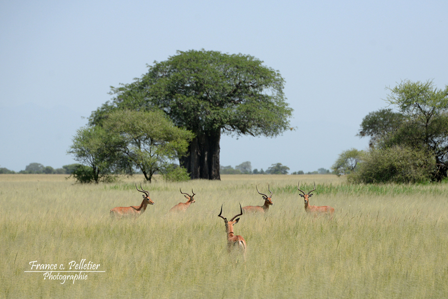 Impala_DSC_9291_site.jpg