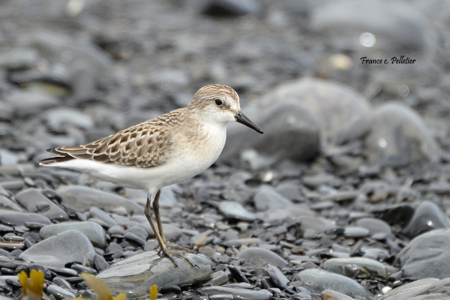 Gaspesie_2016_DSC_3939_site.jpg