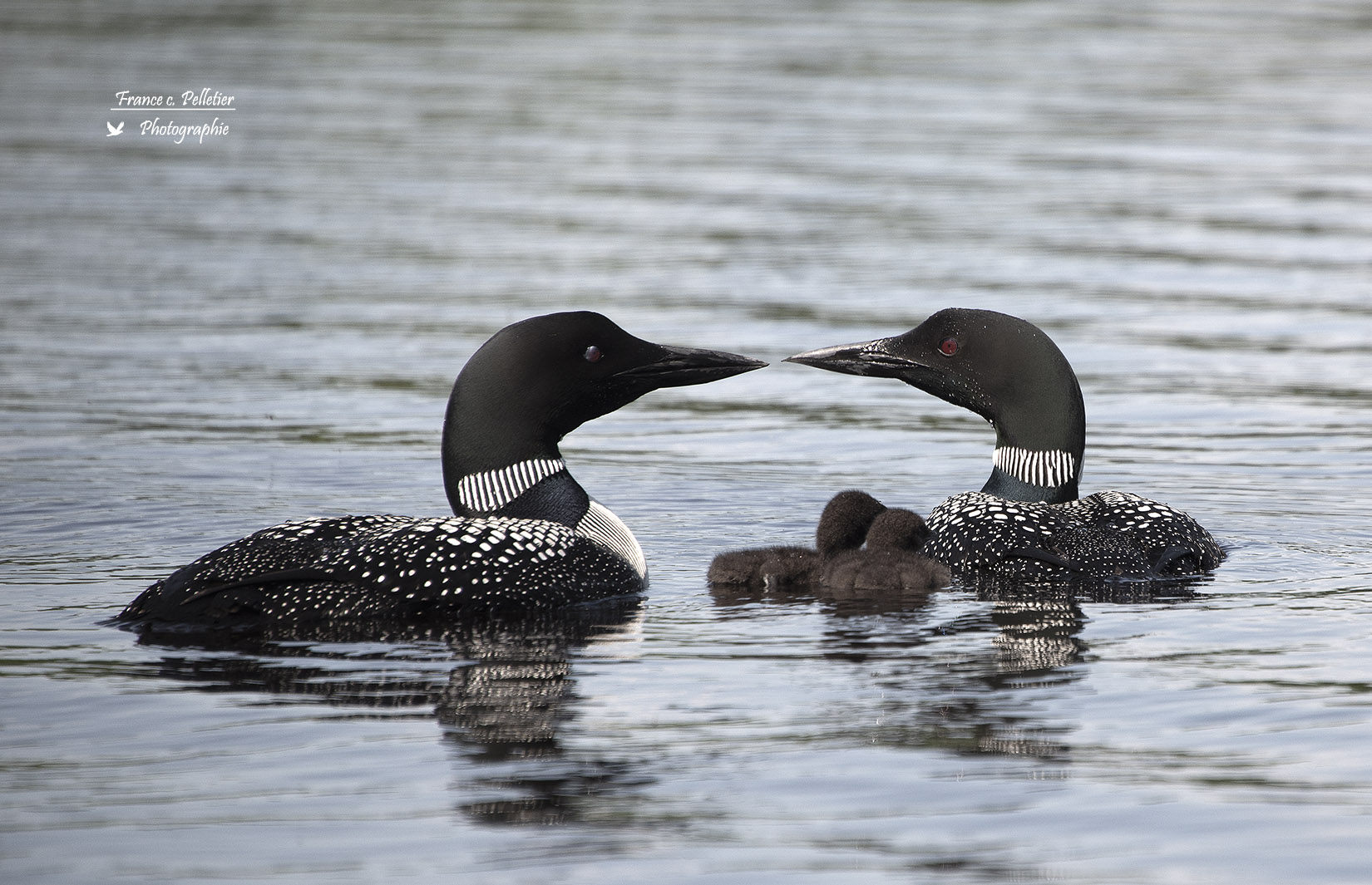 Famille Huard_site_DSC_3596.jpg