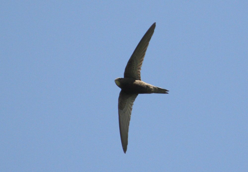 CommonSwift_Armenia_16-06-2018_001.JPG