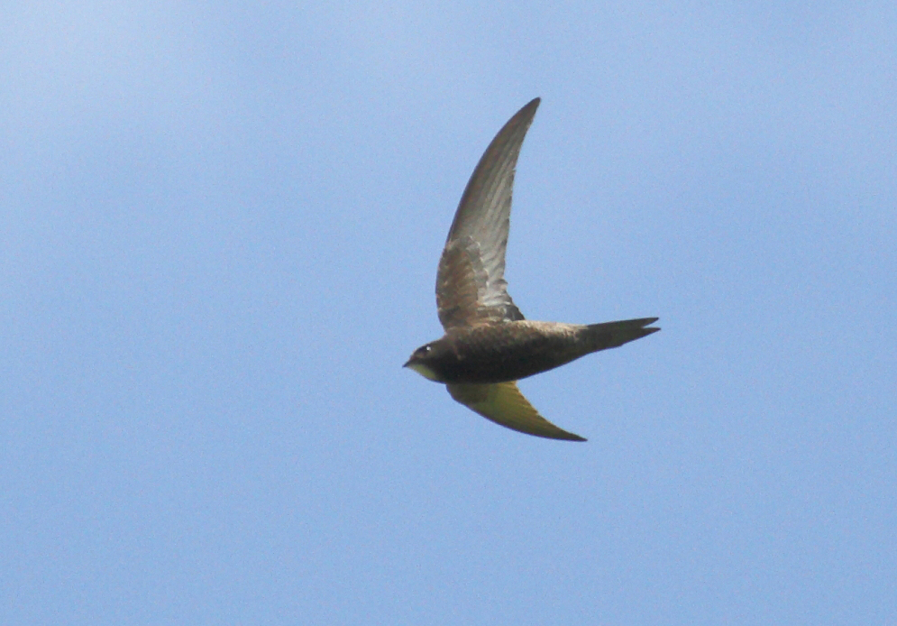 CommonSwift_Armenia_16-06-2018_004.JPG