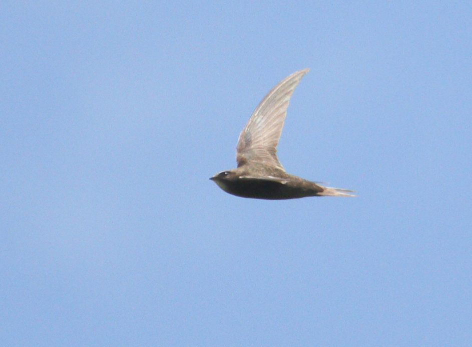 CommonSwift_Armenia_16-06-2018_013.JPG