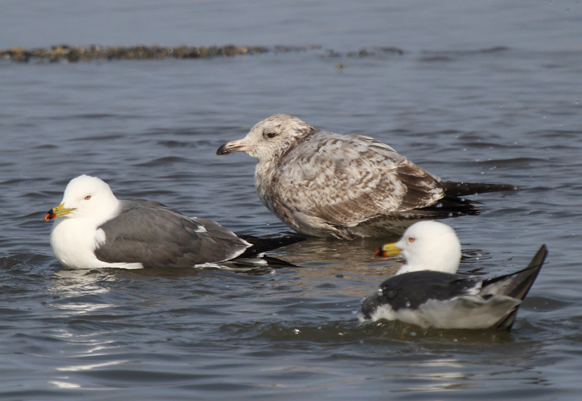 SmithsonianGull_2w_Choshi_Japan_20120311_002.JPG