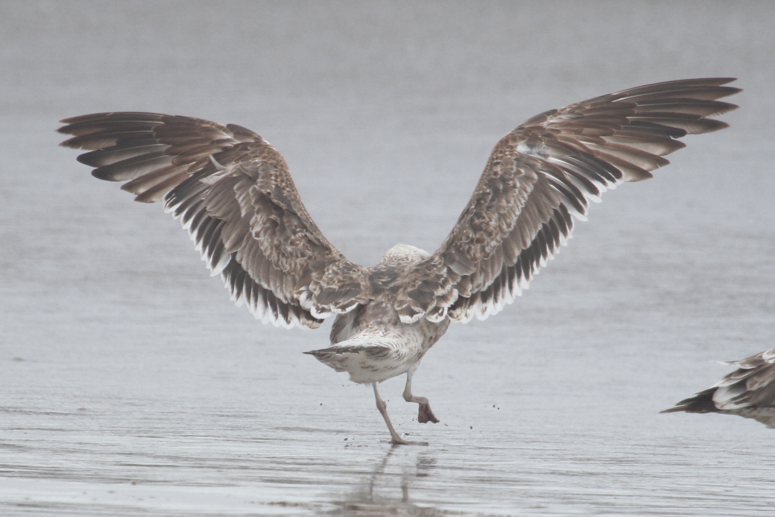 bird from Fig. 8 - KelpGull_early2c_Lima_2_20-11-21_2_1.JPG