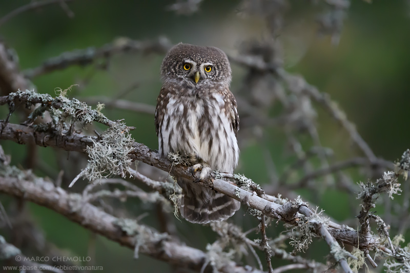 Eurasian Pygmy Owl - Civetta nana (Glaucidium passerinum)