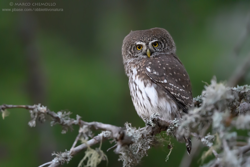 Eurasian Pygmy Owl - Civetta nana (Glaucidium passerinum)