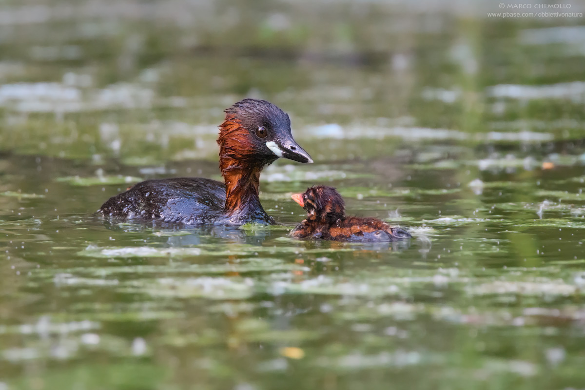 Tuffetto - Little Grebe (Tachybaptus ruficollis)