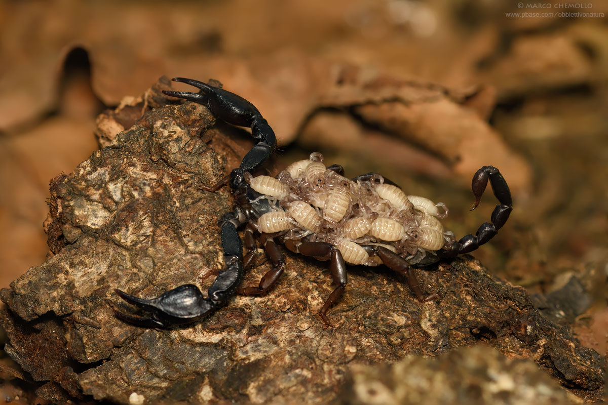 cfr. Euscorpius sp.