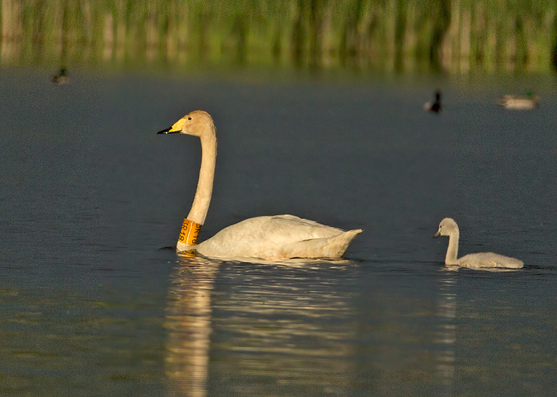 Wilde Zwaan3R18