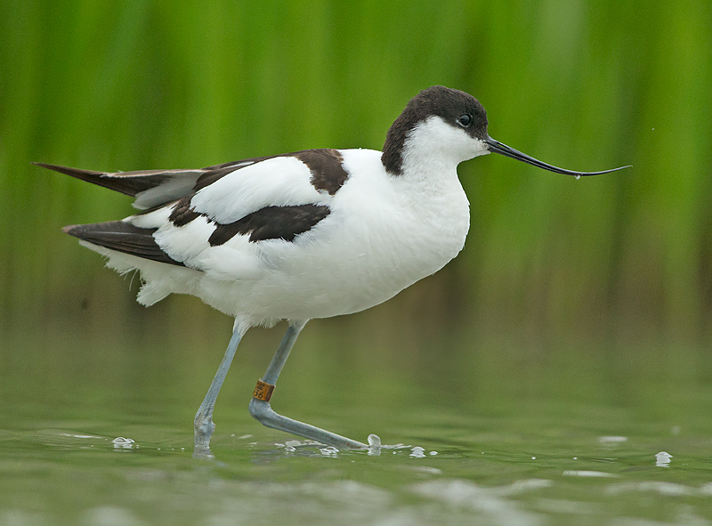 Kluut3710936