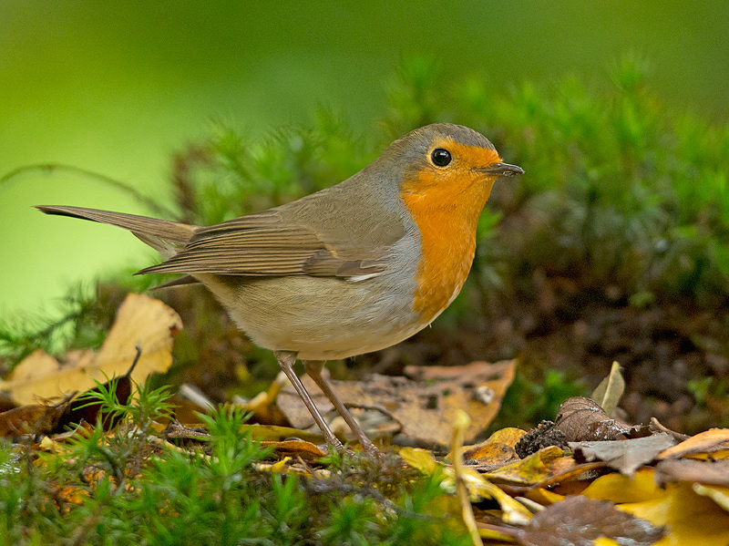 Roodborst 10
