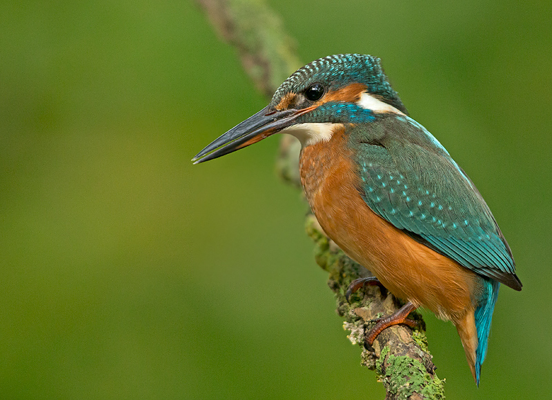 IJsvogel 13
