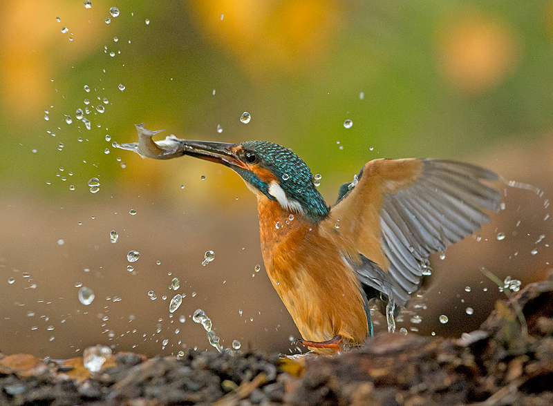 IJsvogel 17