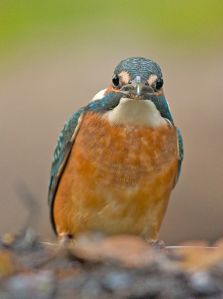 IJsvogel frontal