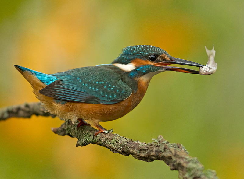 IJsvogel 19