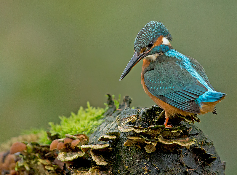 IJsvogel 21