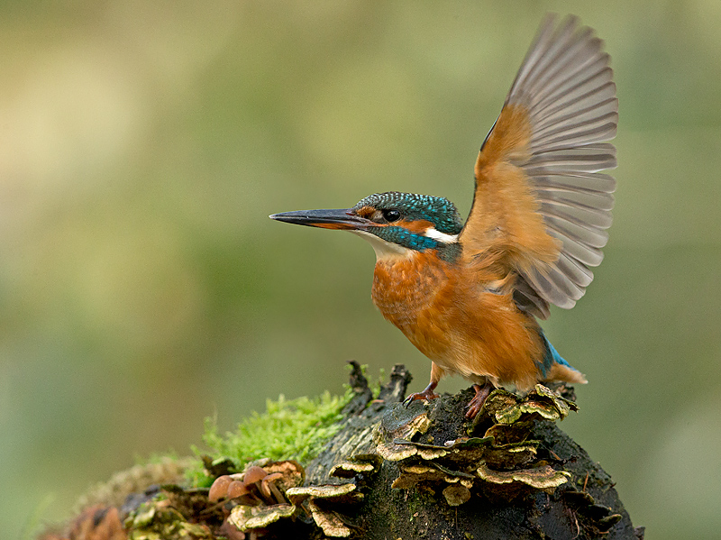 IJsvogel 23