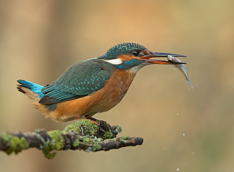 IJsvogel 28