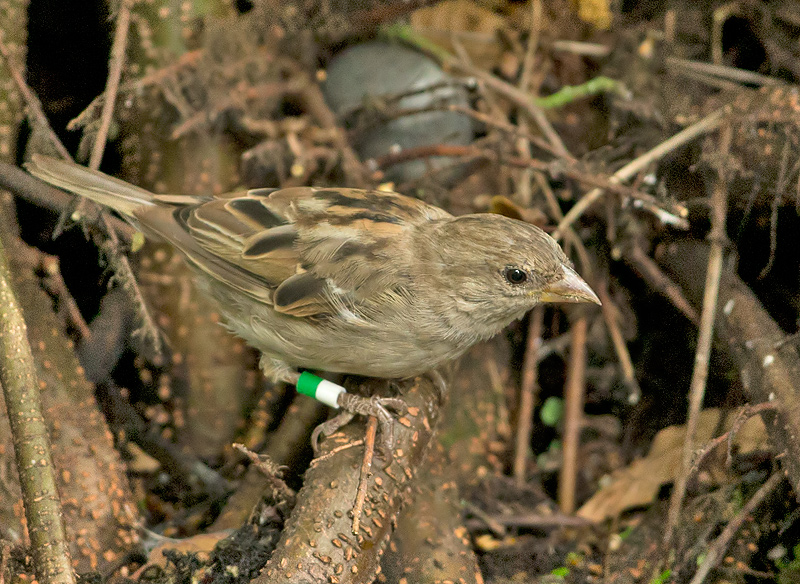 Huismus-groen-wit.jpg