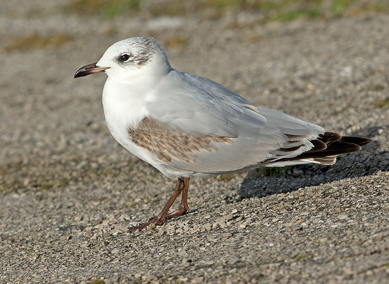 Zwartkopmeeuw 14