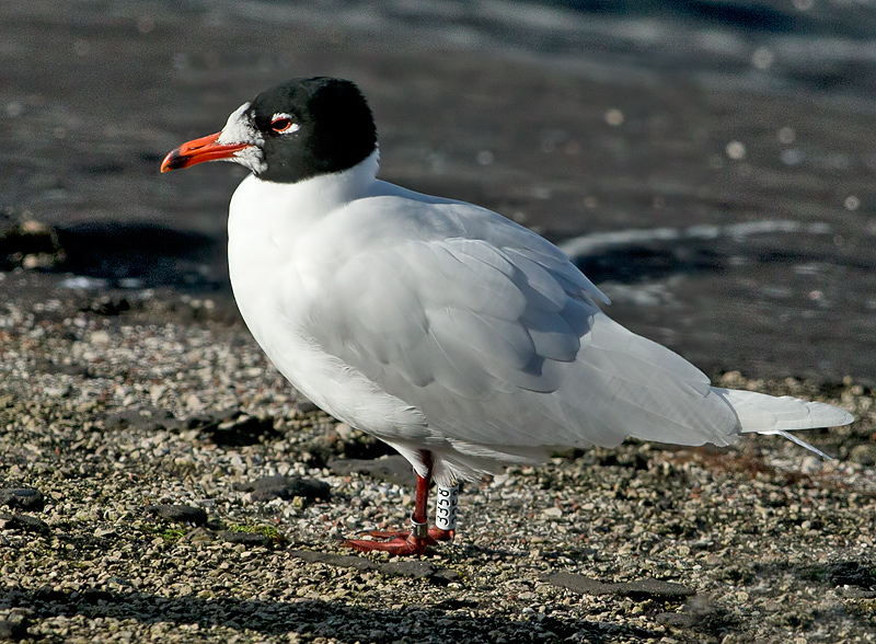 Zwartkopmeeuw-3358