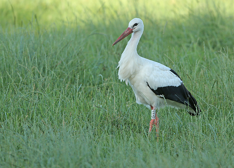 Ooievaar-0456