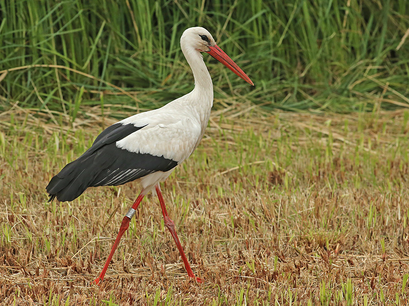 Ooievaar-9123