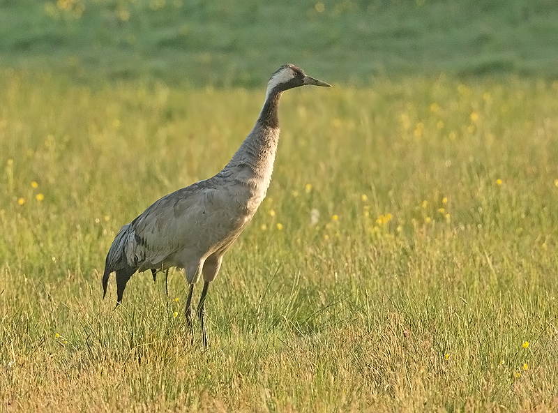 Kraanvogel 7