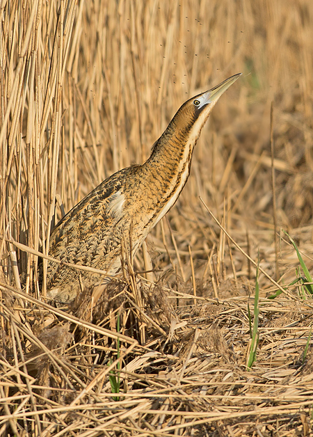 Roerdomp 68