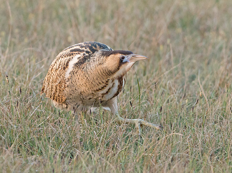 Roerdomp 74