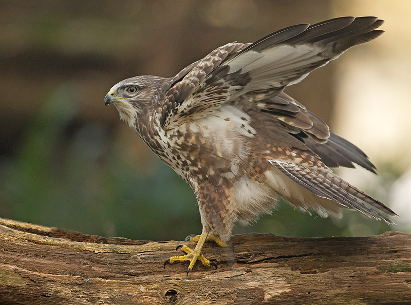 Buizerd 33