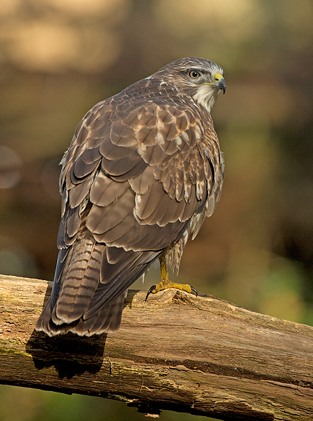 Buizerd 34
