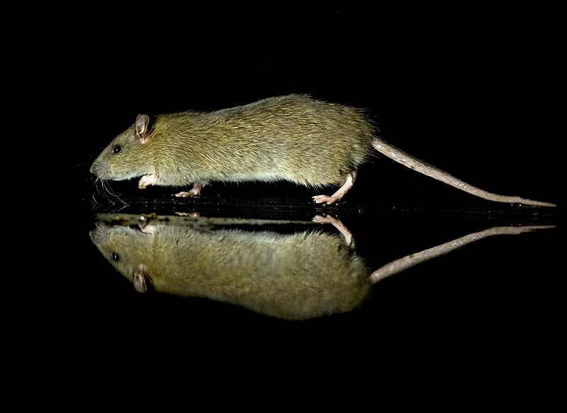 Bruine Rat 1