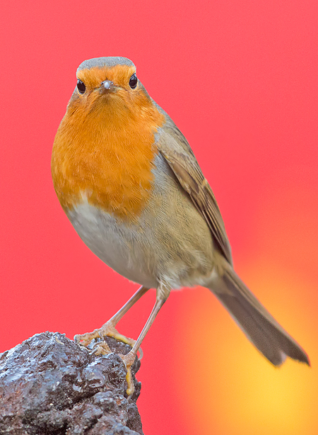 Roodborst frontal