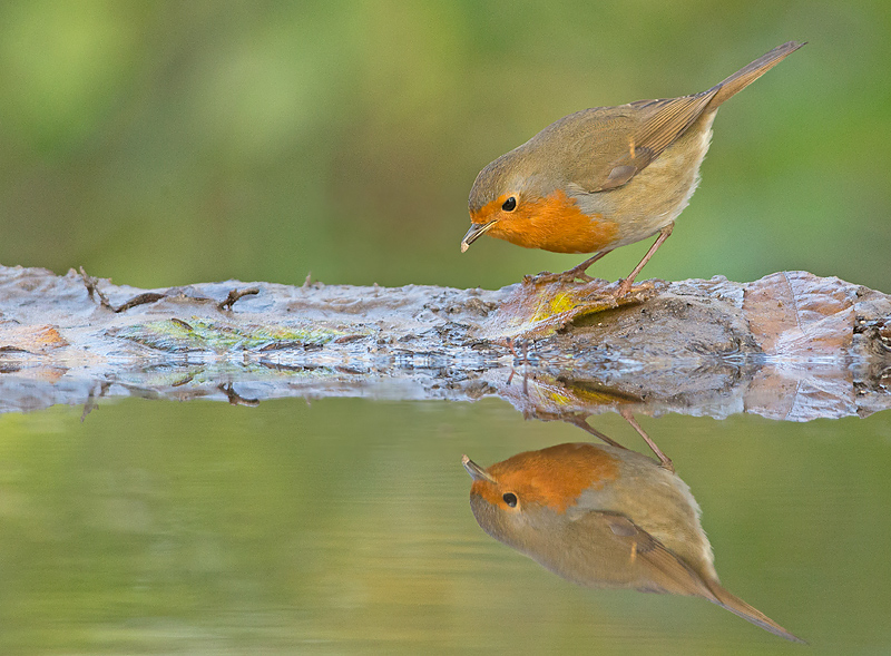 Roodborst 12