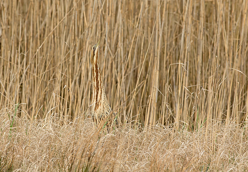 Roerdomp 76