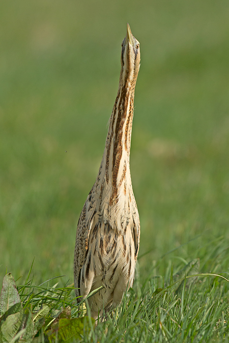 Roerdomp 80