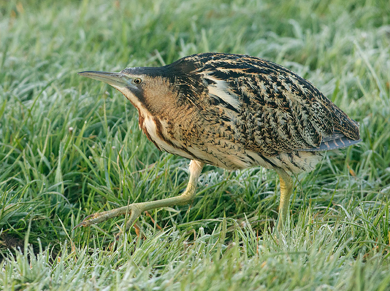 Roerdomp 91