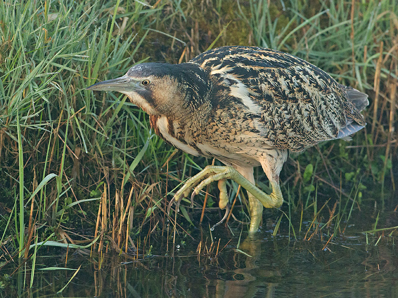 Roerdomp 92