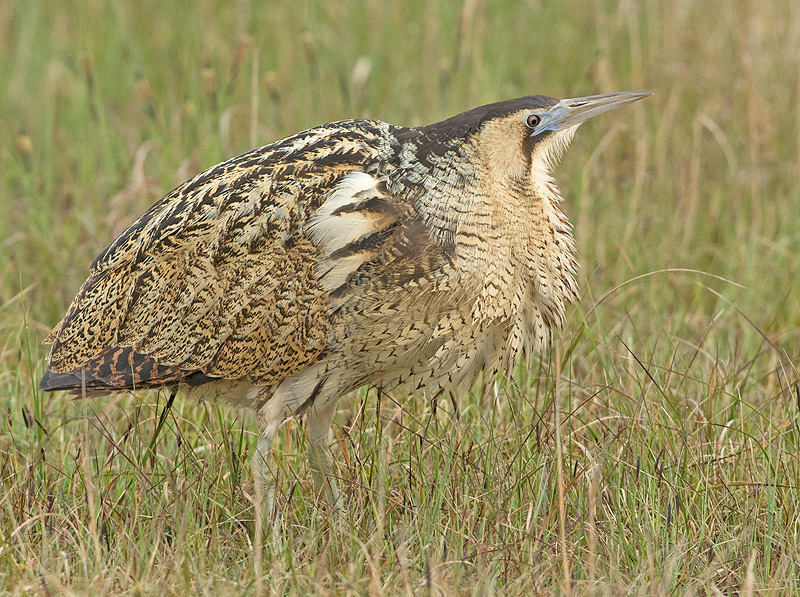 Roerdomp 101