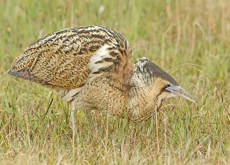 Roerdomp 102