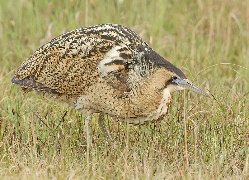 Roerdomp 103
