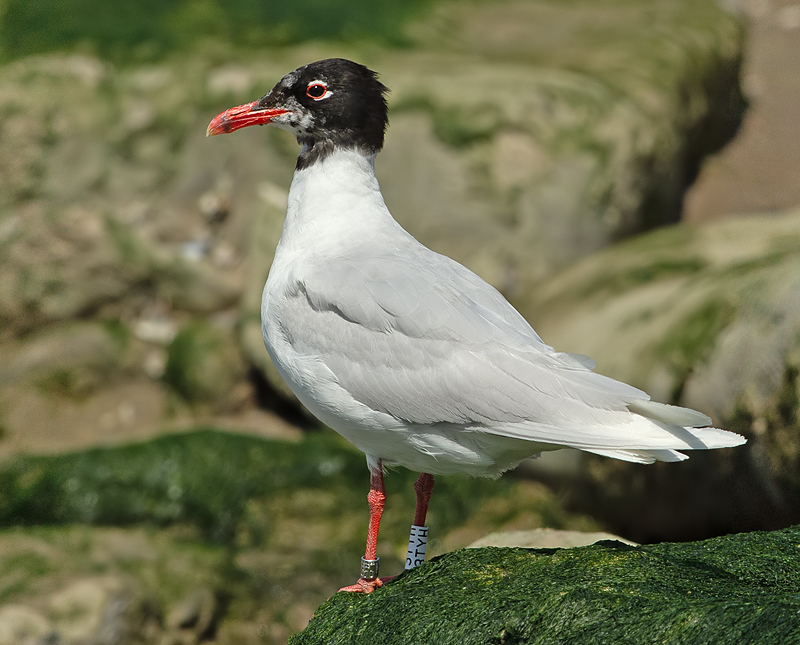 Zwartkopmeeuw-3TYH