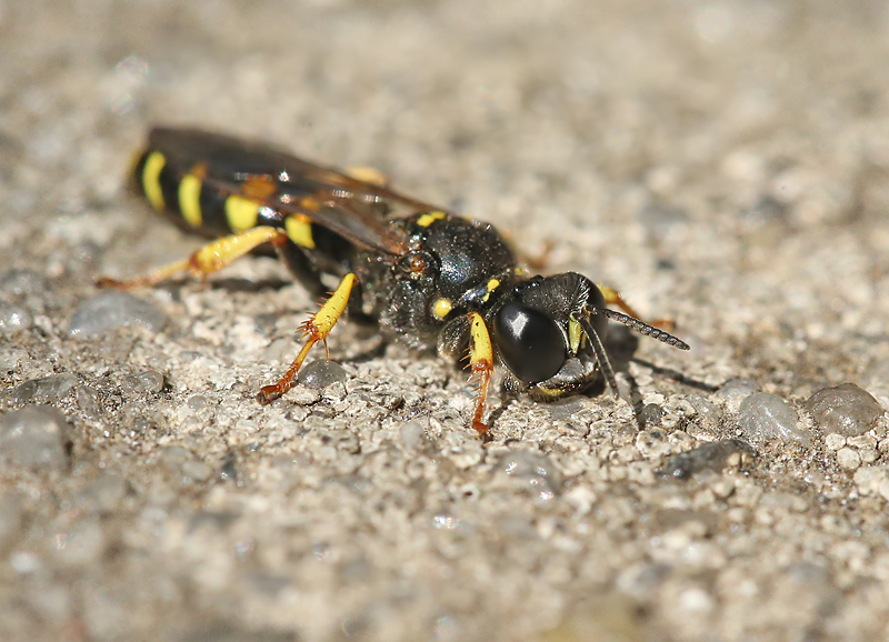 kleine zeefwesp