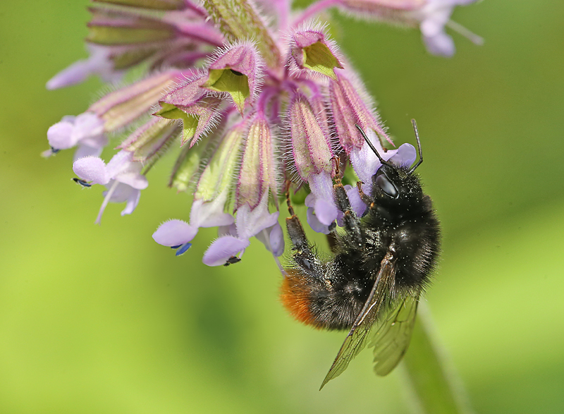 steenhommel.