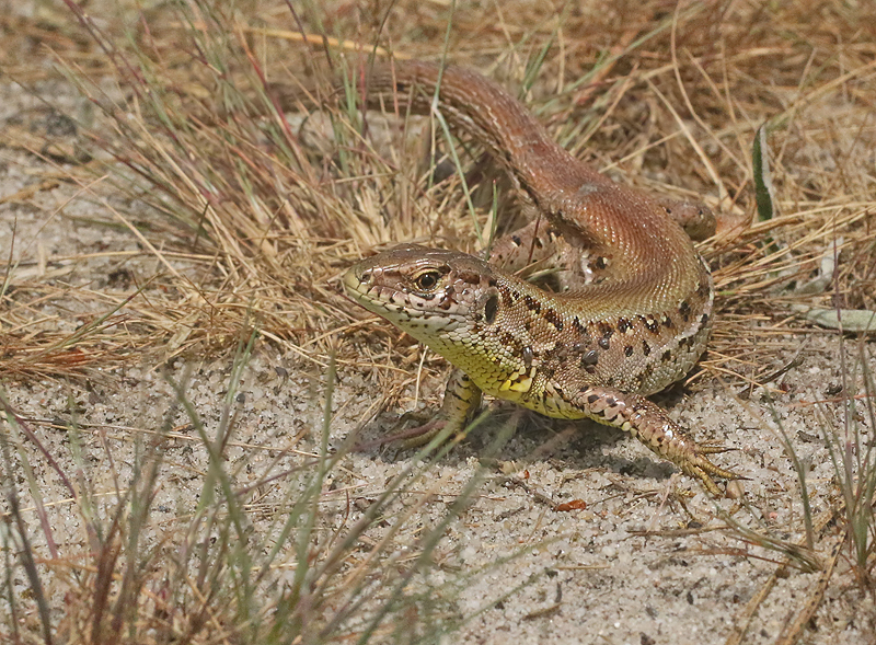 zandhagedis1