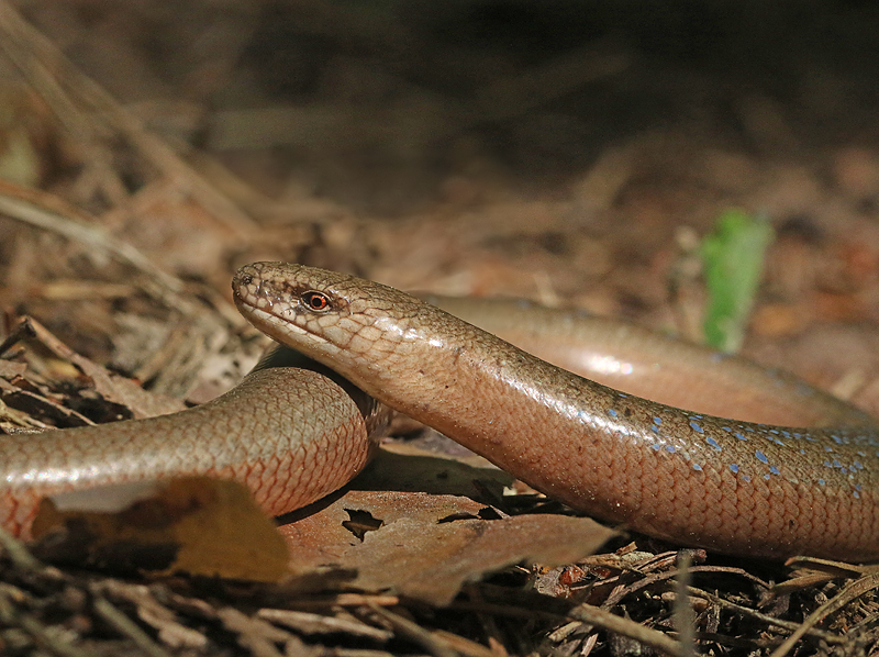 hazelworm2