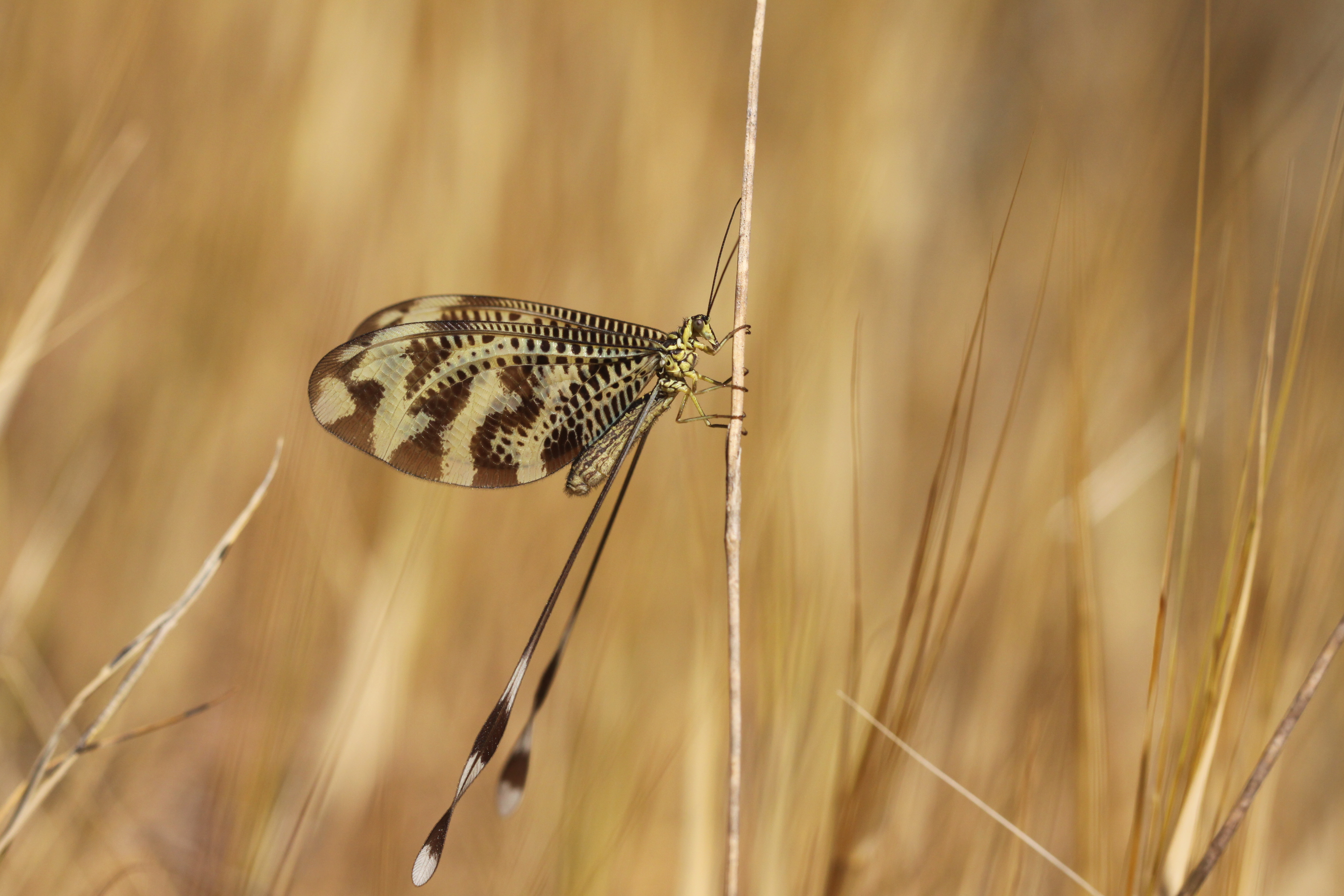 Iberische wimpelstaart